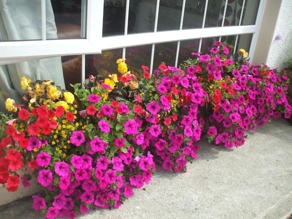 Carranross Accommodation Killarney Exterior foto